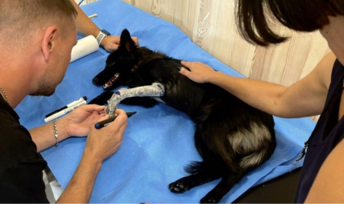 У реабілітаційному центрі UNBROKEN вперше виготовлять ортез для собаки