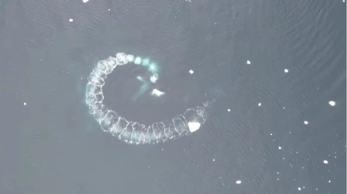 "Бульбашкова сітка" кита - фото 1