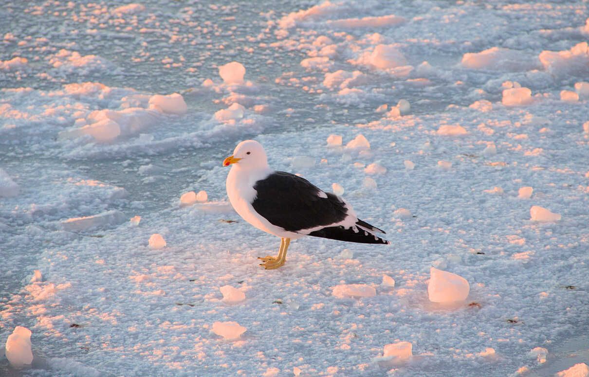 Домініканський мартин - фото 1