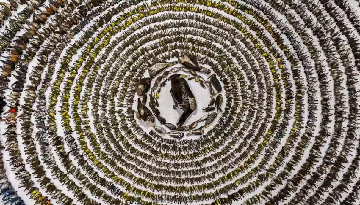 "Фотограф року птахів": журналістка виграла конкурс із зображенням 4 тисяч мертвих пташок