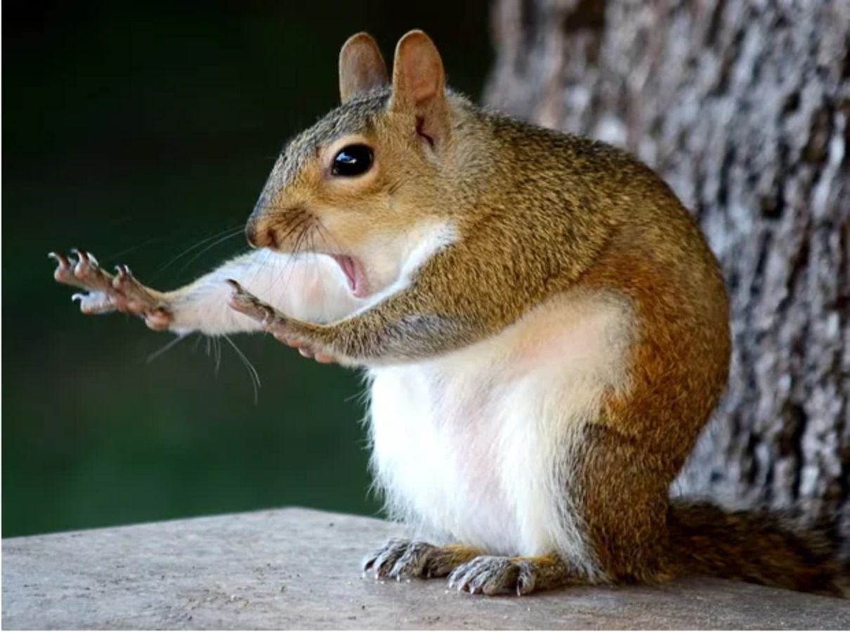 Найпопулярніші фото тварин - фото 1