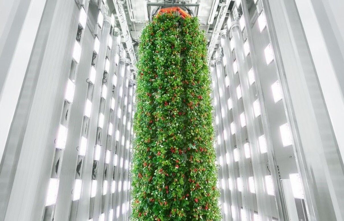 Полунична ферма - фото 1