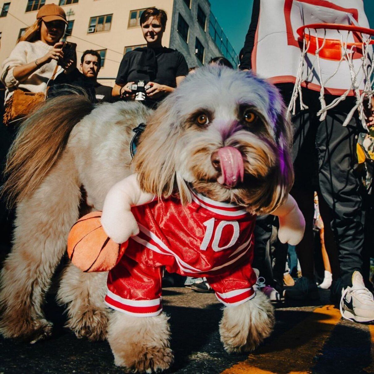 Парад собак до Хелловіну - фото 1