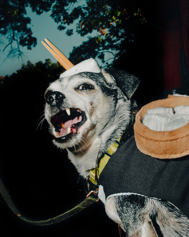 Парад собак до Хелловіну - фото 547745