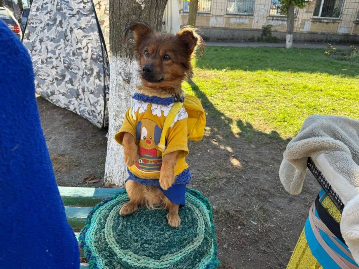 Пес-волонтер - фото 1