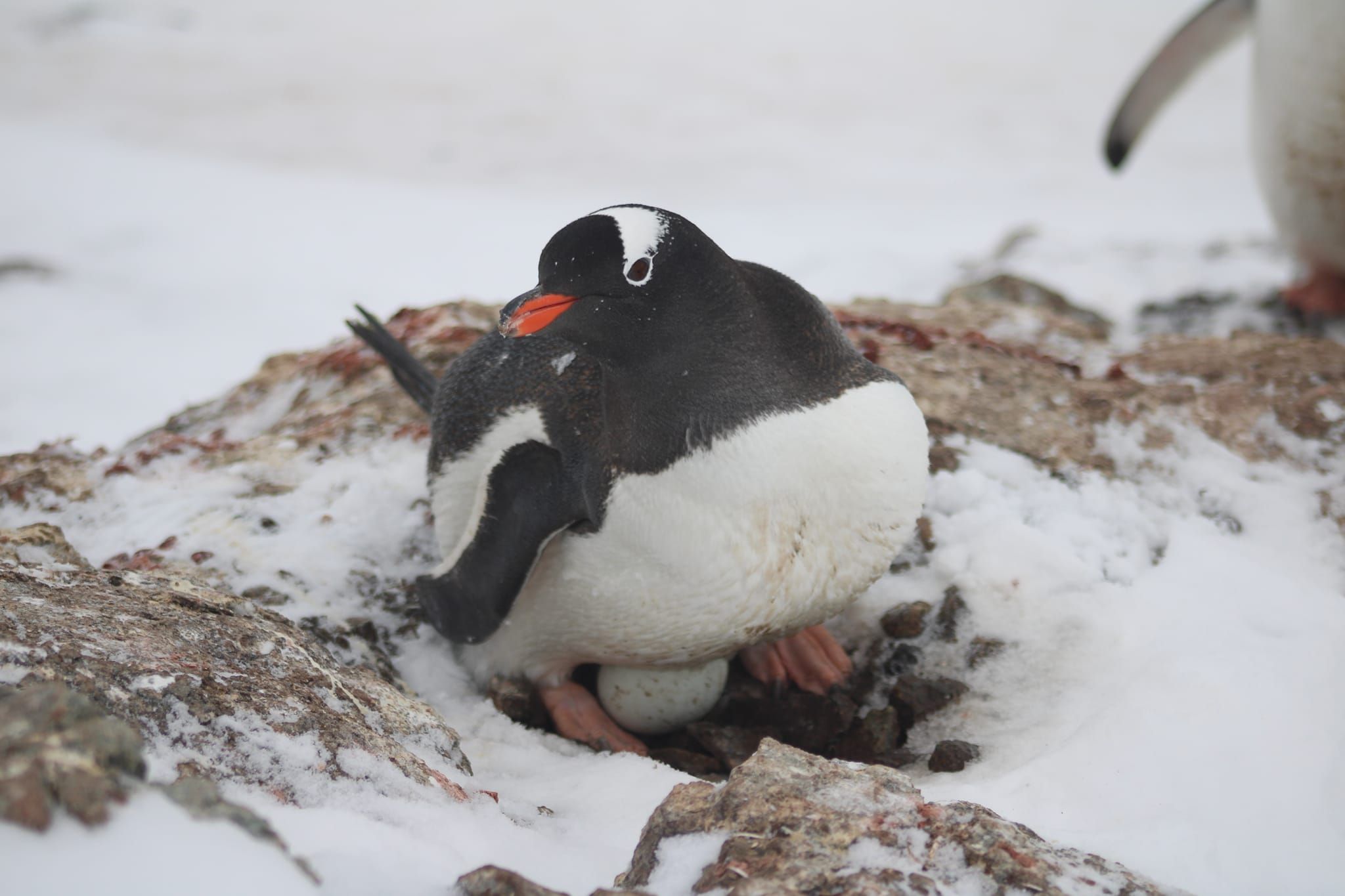 Нове життя серед айсбергів: на антарктичній станції з'явилося перше пінгвіняче яйце