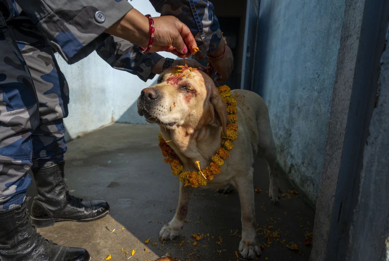 У Непалі пройшов фестиваль Кукур Тіхар – день поклонінню собакам