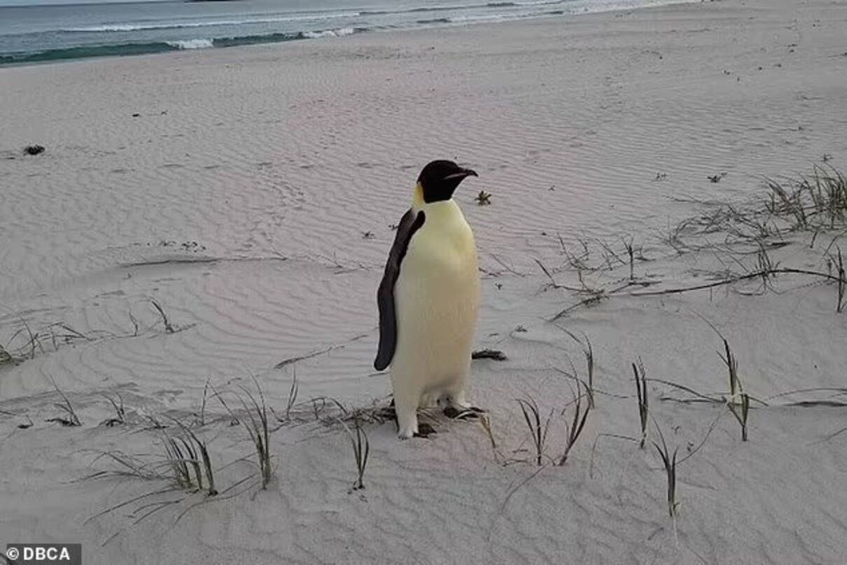 Імператорський пінгвін - фото 1