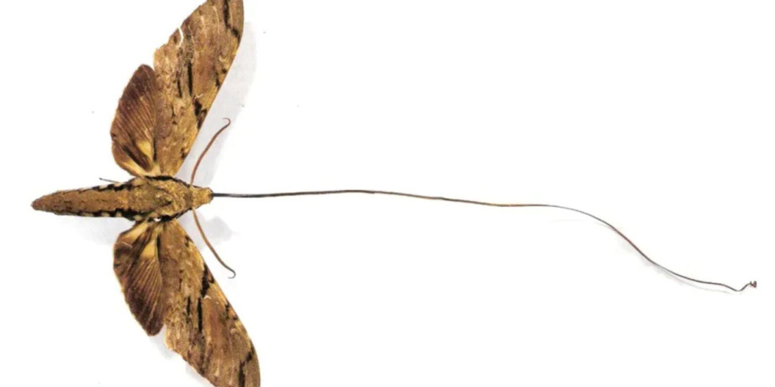 Комаха, появу якої передбачив Дарвін - фото 1