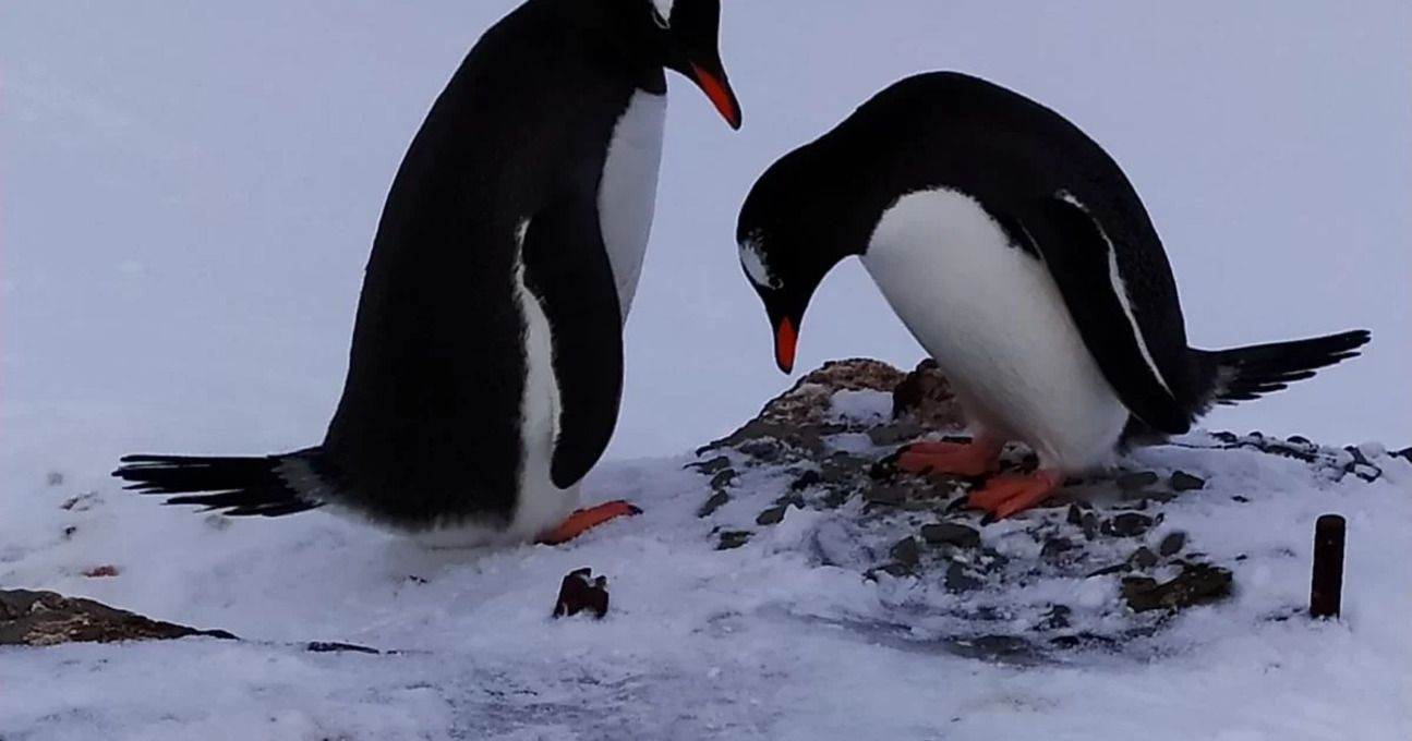 Пінгвіни крадуть камінці - фото 1
