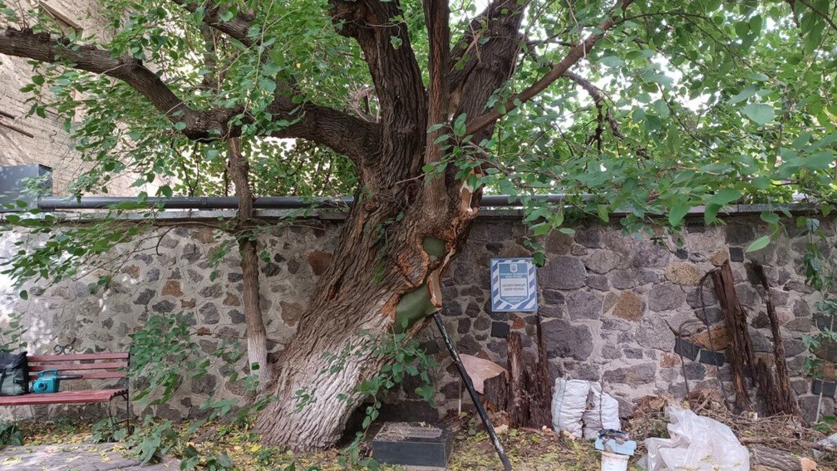 200-річну шовковиця - фото 1