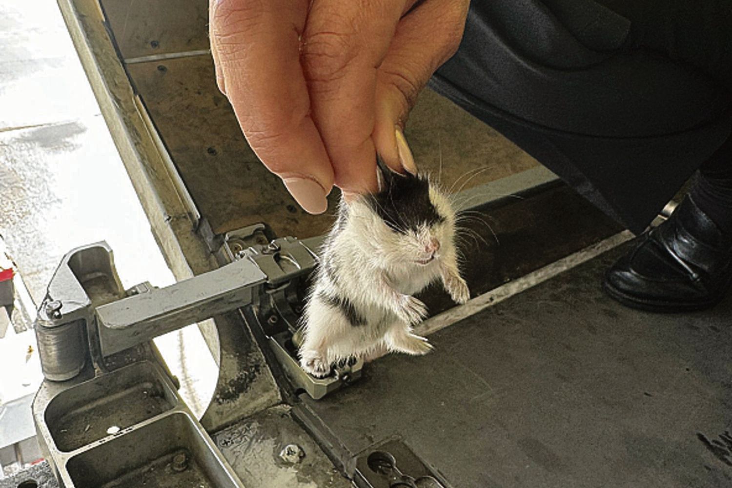 Хом’яки-втікачі - фото 1