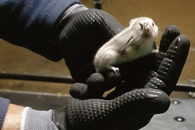 Хом’яки-втікачі - фото 548793