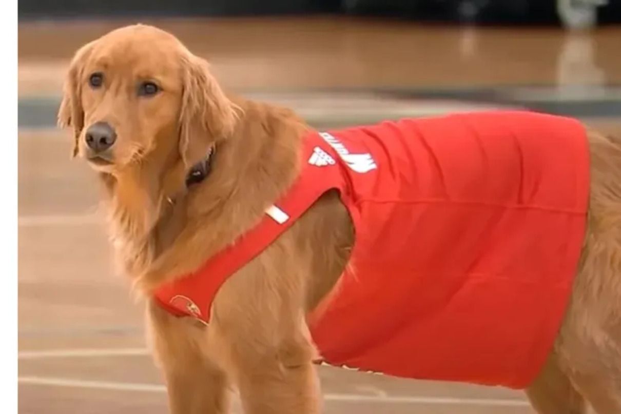 Офіційна посада в університеті: собака став членом жіночої команди з баскетболу