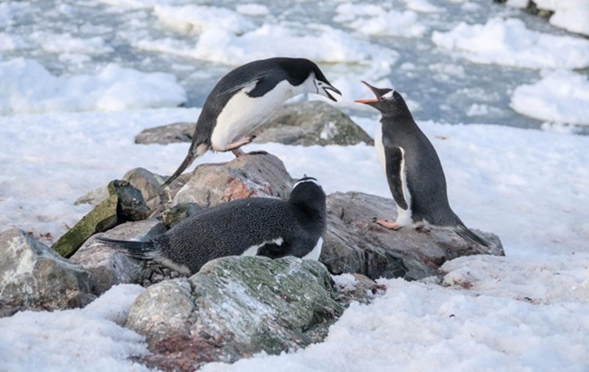 "Поліцейський" пінгвін - фото 1