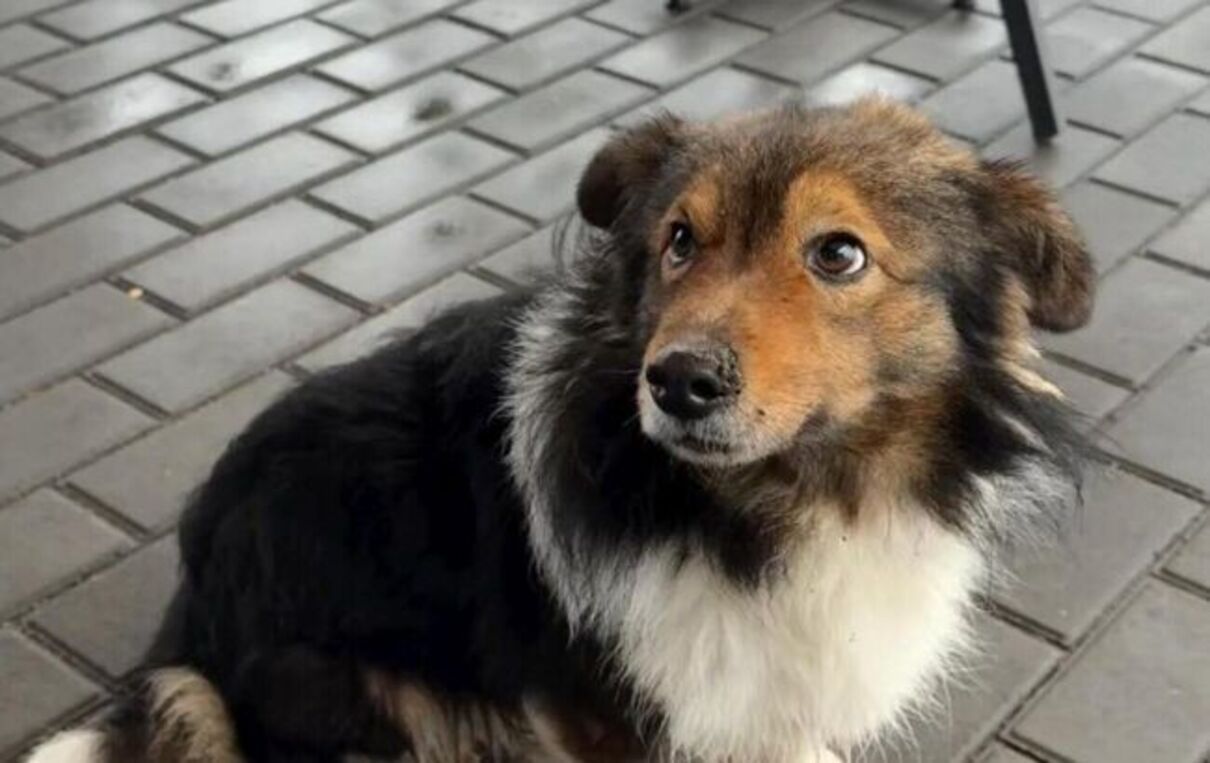 Український "Хатіко" - фото 1