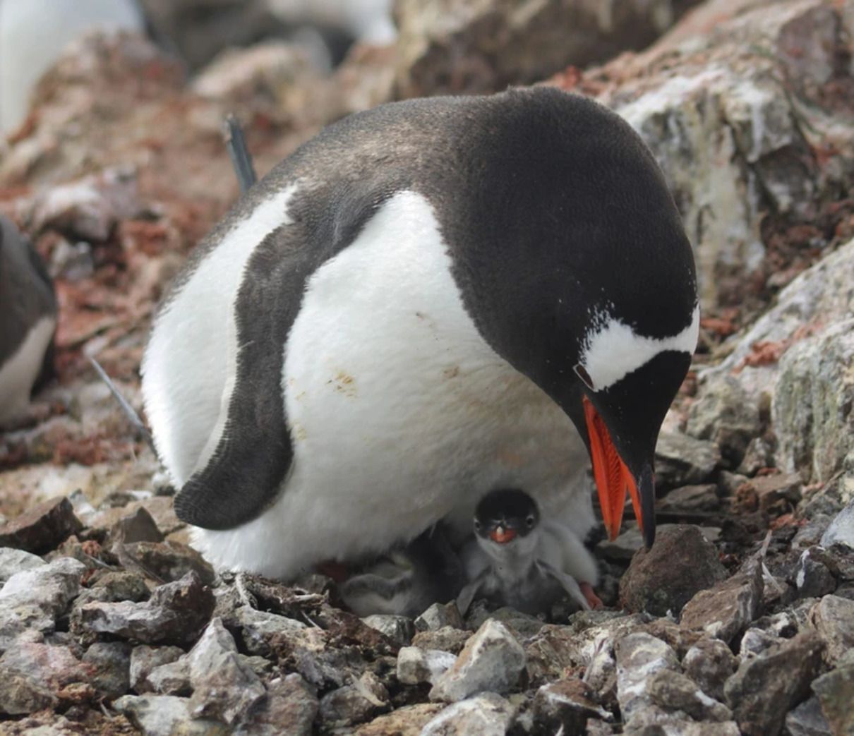 Перші пінгвінята - фото 1