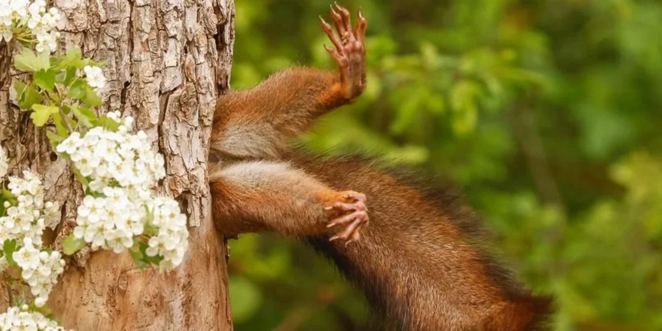 Білка, яка застрягла в дереві - фото 1