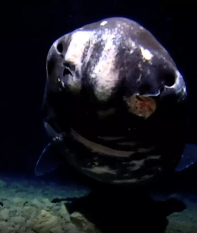 Таємний мешканець глибин океану - фото 549586