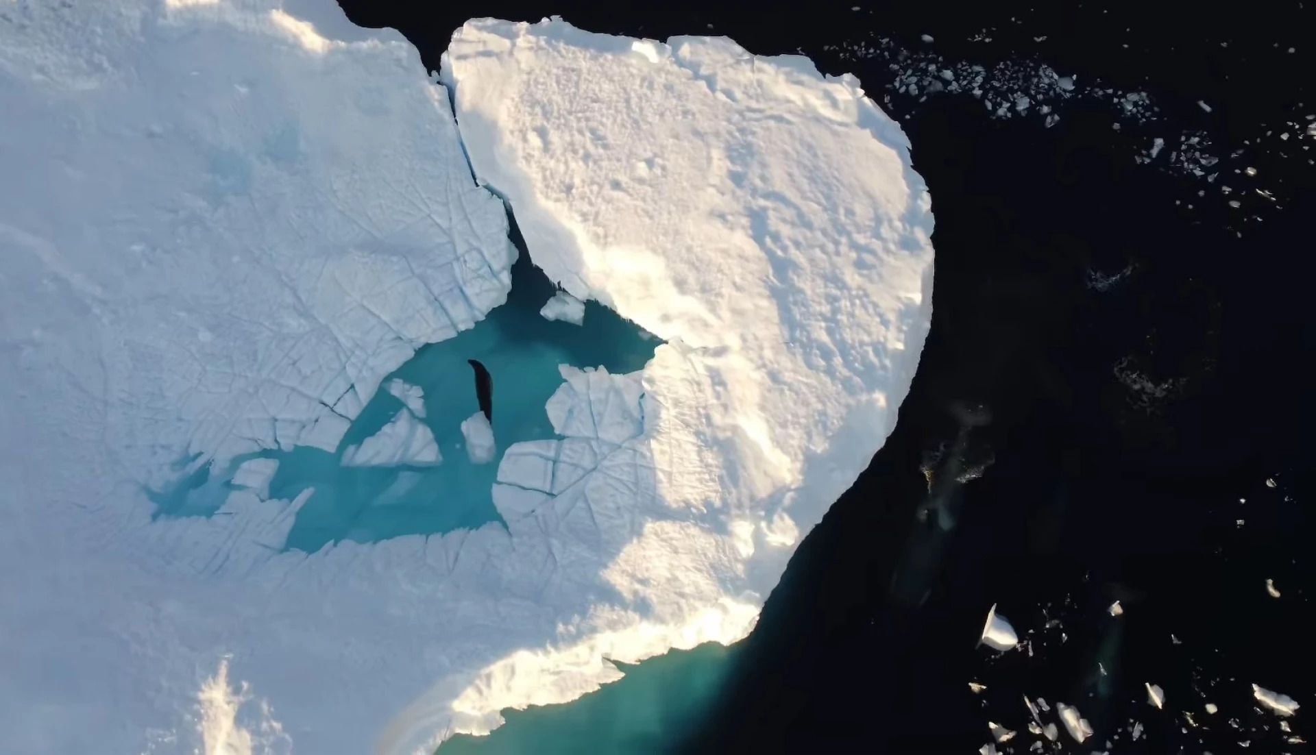 Полювала на тюленя-крилеїда - фото 1