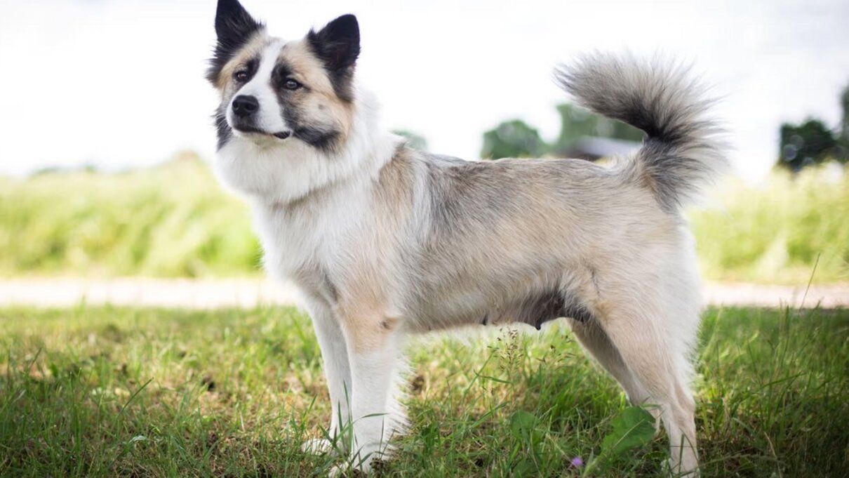 Ісландська вівчарка - фото 1