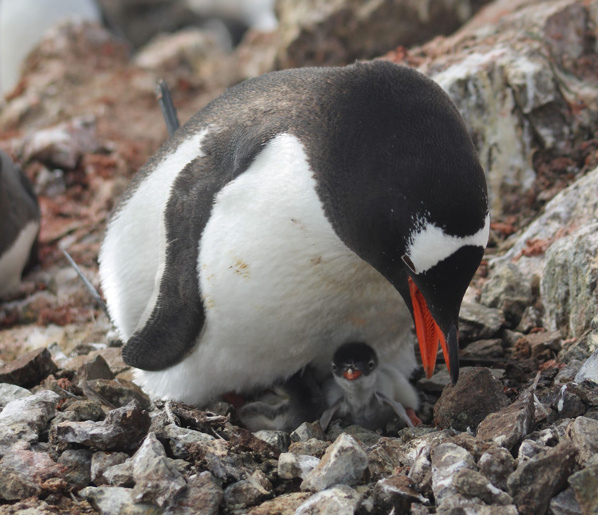 Поблизу станції "Вернадського" вилупилось тисяча пінгвінят: зворушливе відео годування