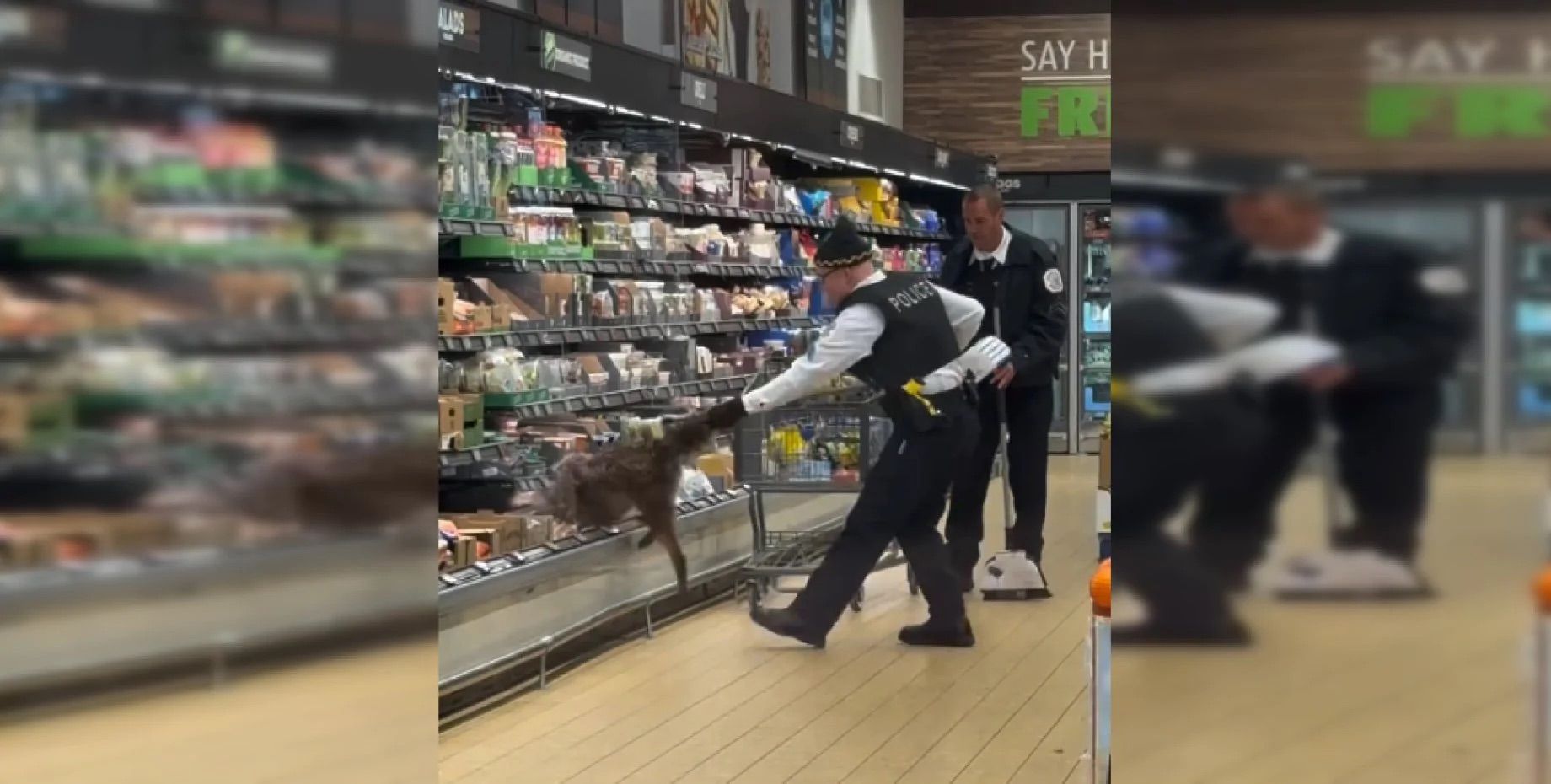 Поліцейський витягнув койота з холодильника: відео кумедного інциденту