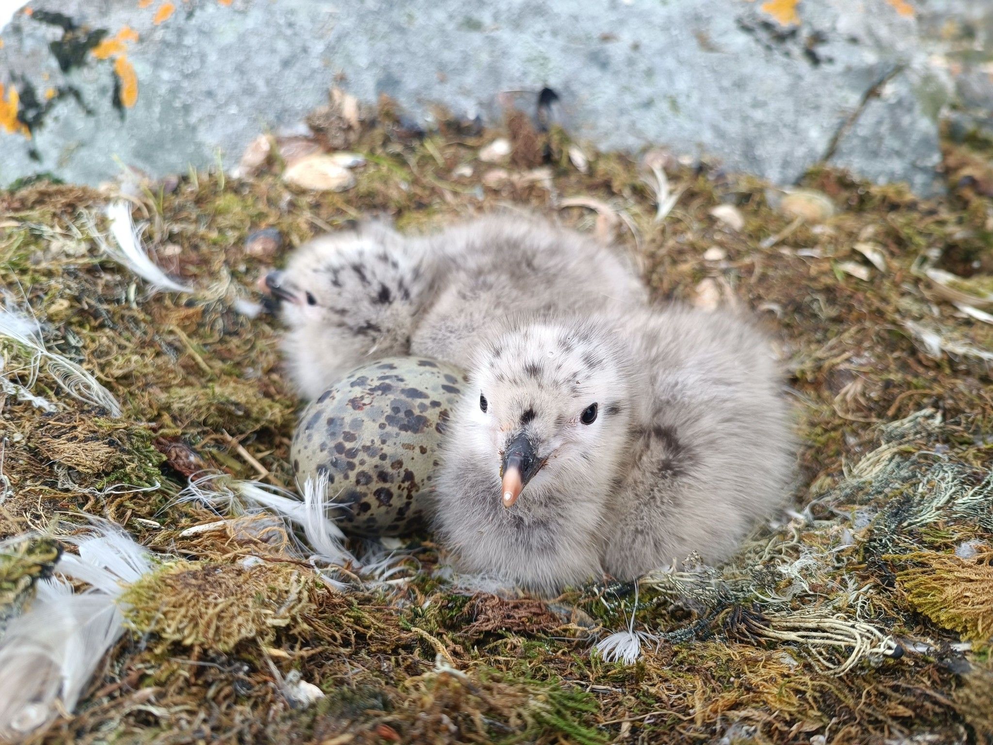 Малята мартинів, які народились біля "Вернадського", замилували мережу