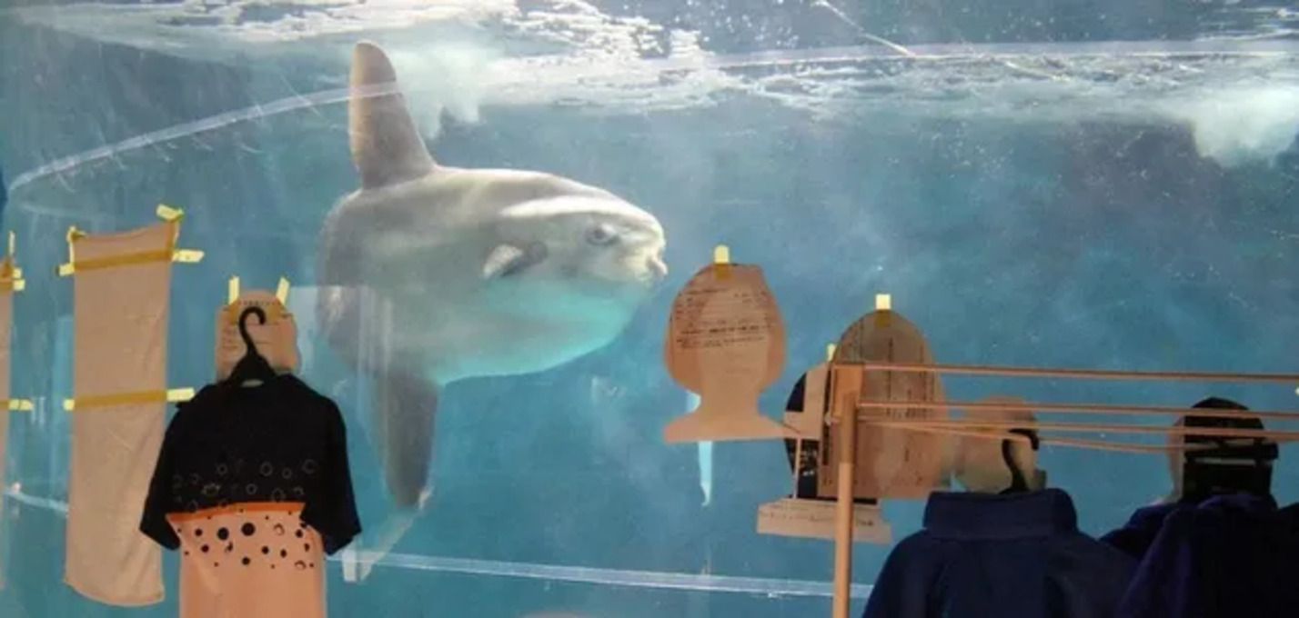 До стін акваріума приклеїли фото людей, щоб врятувати від депресії сонячну рибу