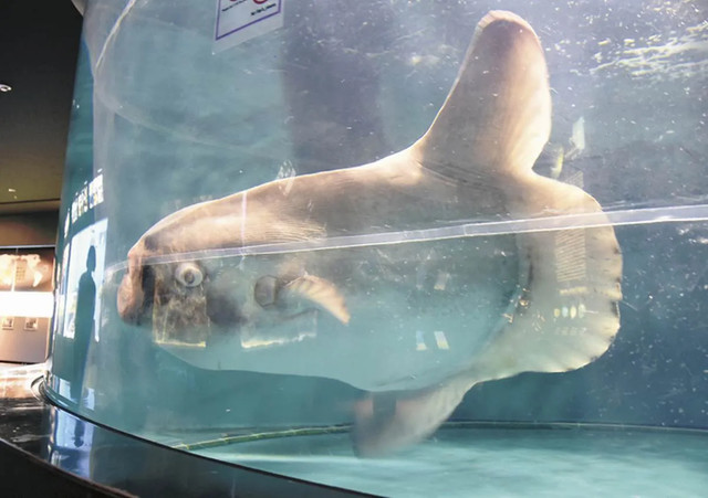 Сонячна рибка - фото 550882