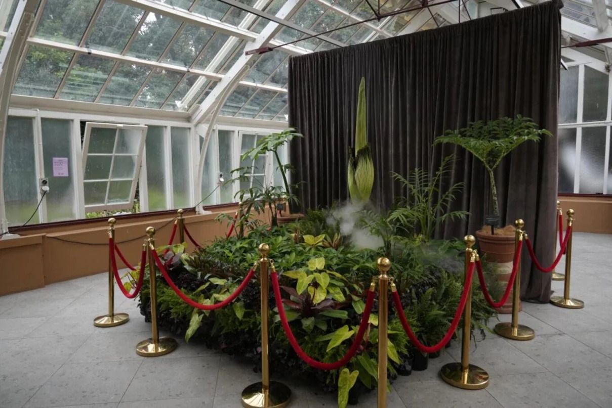 "Трупна квітка" - фото 1