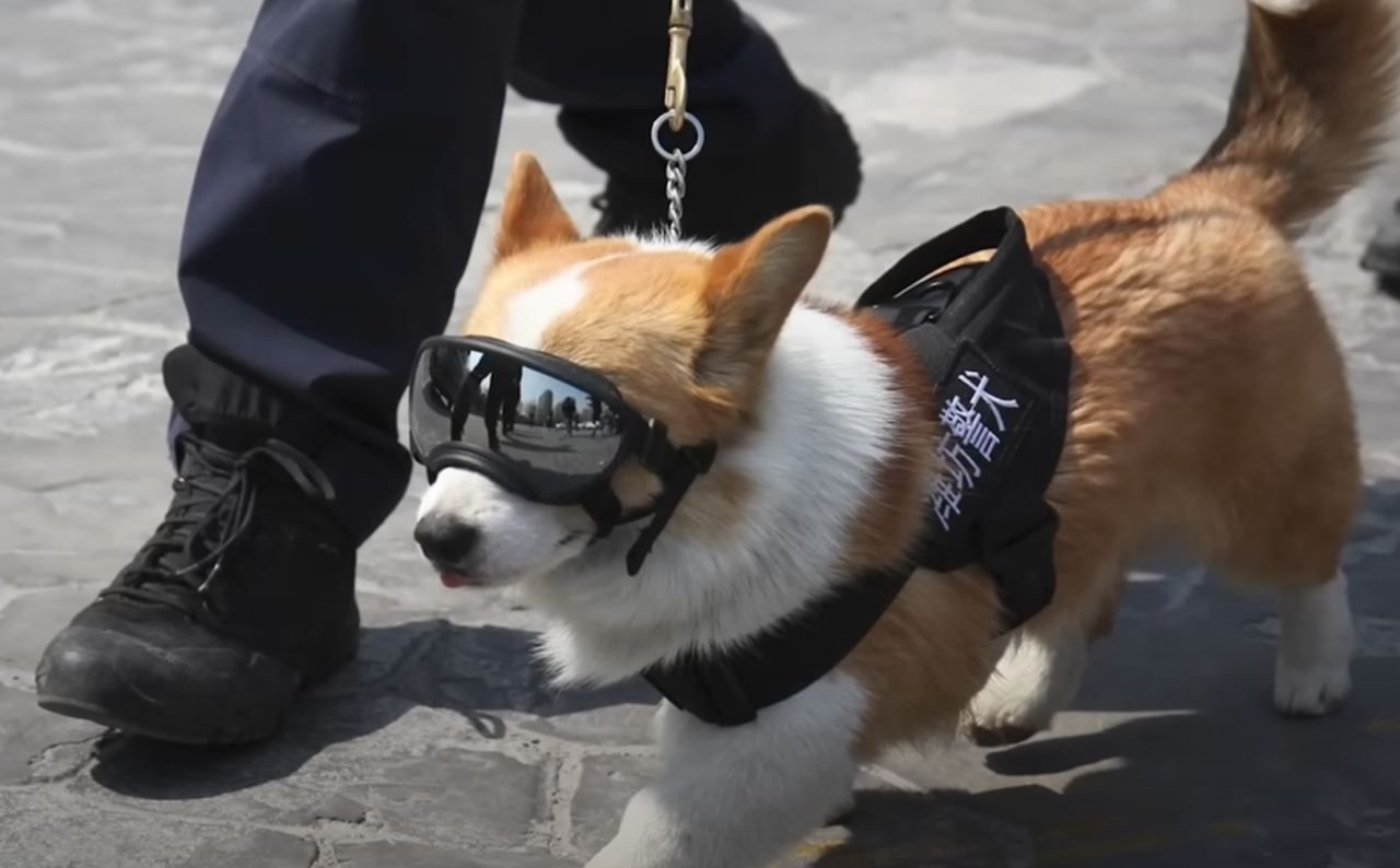 Спав на робочому місці: у Китаї поліцейського собаку позбавили премії