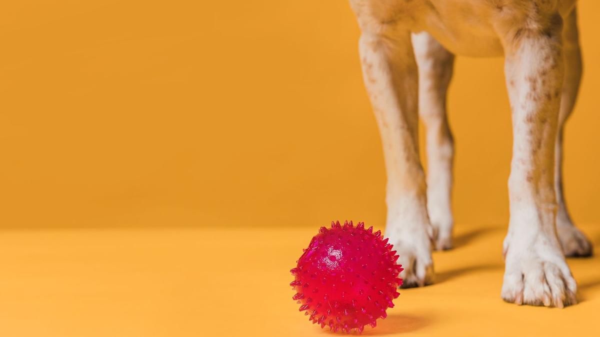 Які іграшки для собак допомагають знизити стрес та тривожність