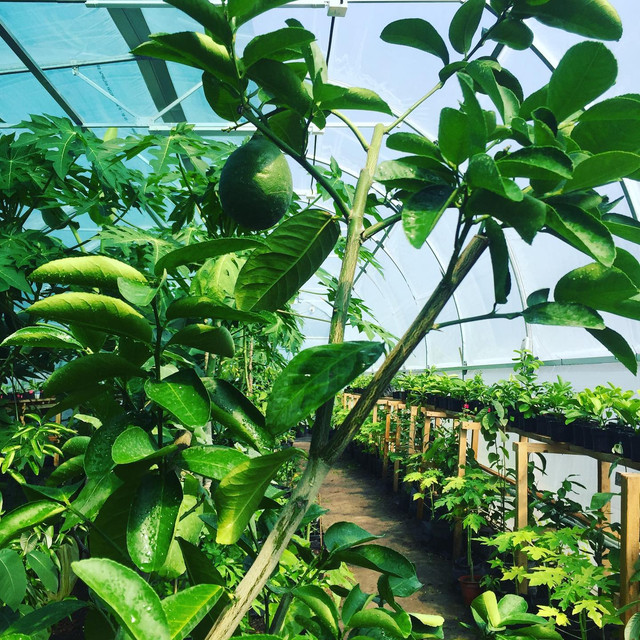 Бананова ферма, що знаходиться у селі Липники - фото 551554