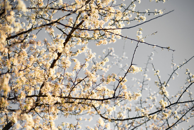 Неймовірний цвіт на дереві- фото 551656