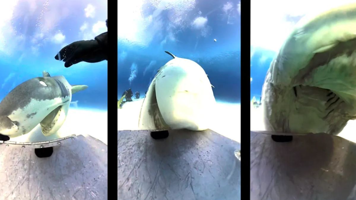 Відео з білою акулою - фото 1