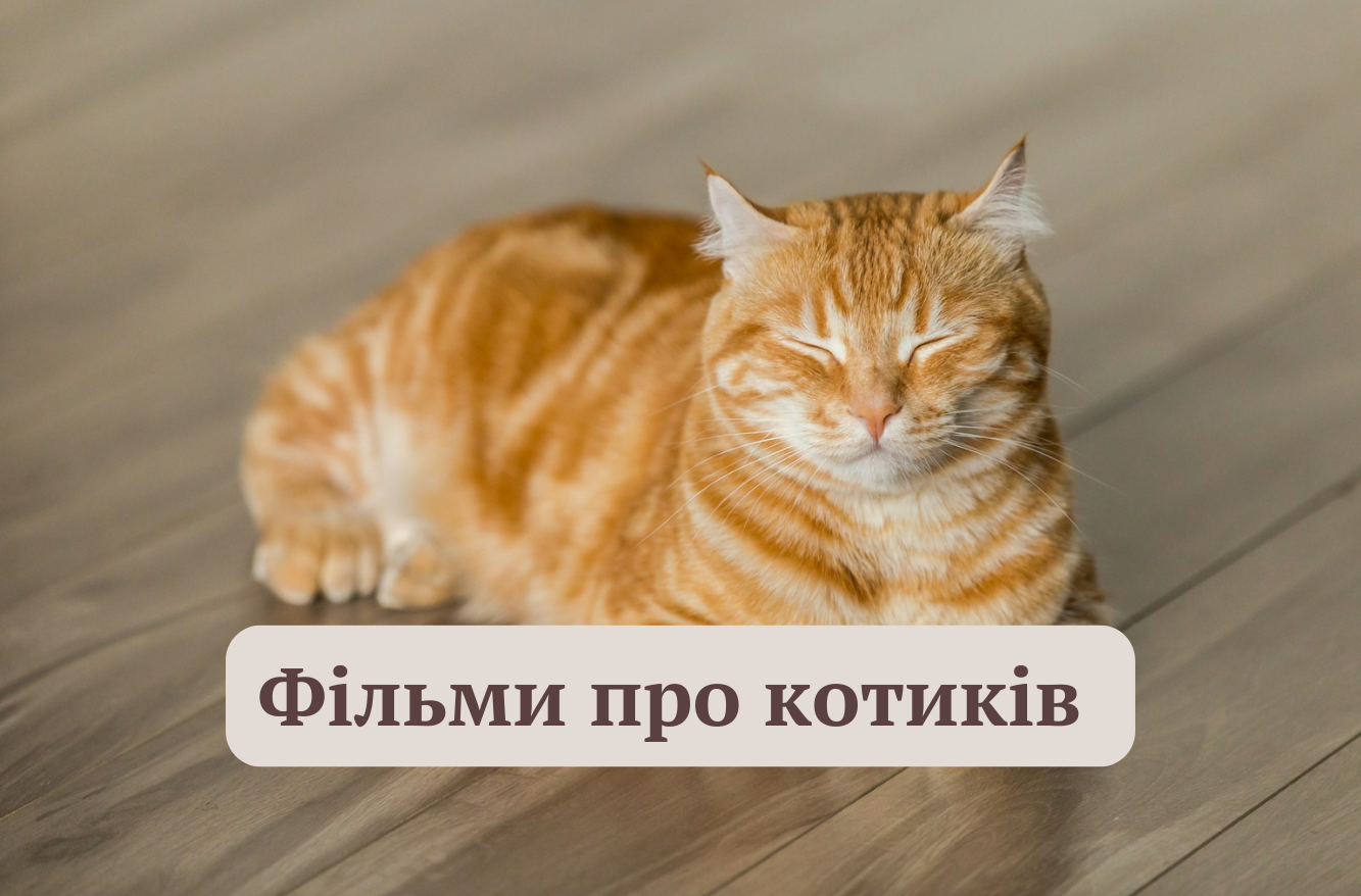 Найкращі фільми та мультфільми про котиків: дивіться всією сім'єю