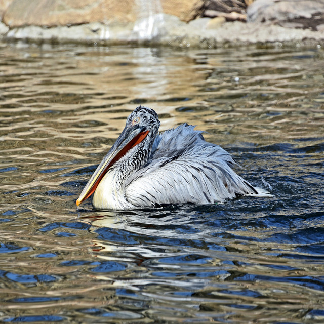 Пелікани в Київському зоопарку - фото 553680