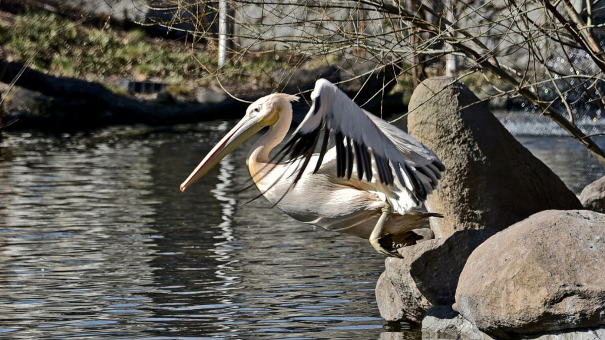 Пелікани в Київському зоопарку - фото 1