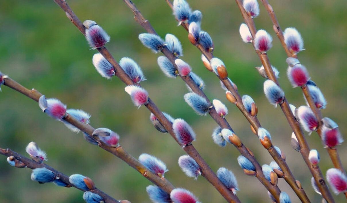 Чому верба вважається священним деревом – символіка та значення