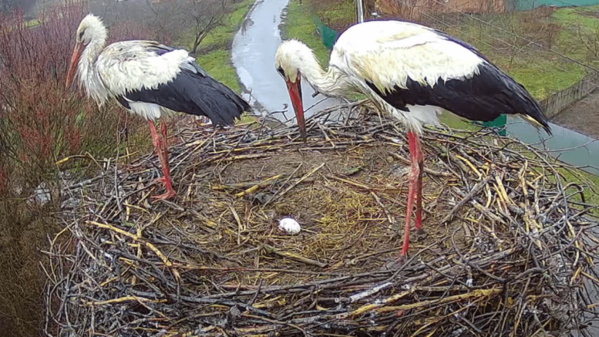 Лелеки Одарка і Грицик - фото 1