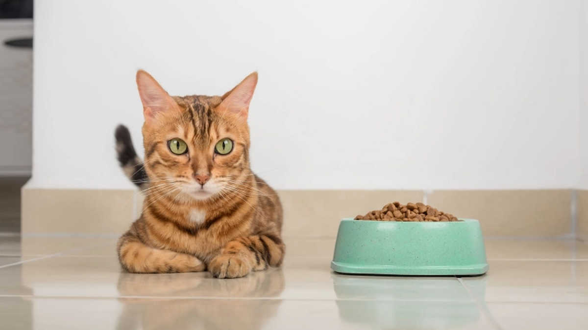 Експертний вибір: найкращі бренди котячого корму 2025 - фото 1