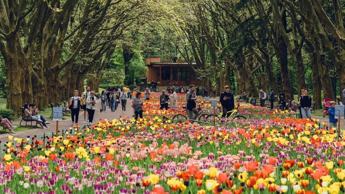 У Львові створили квіткову мапу для містян і туристів