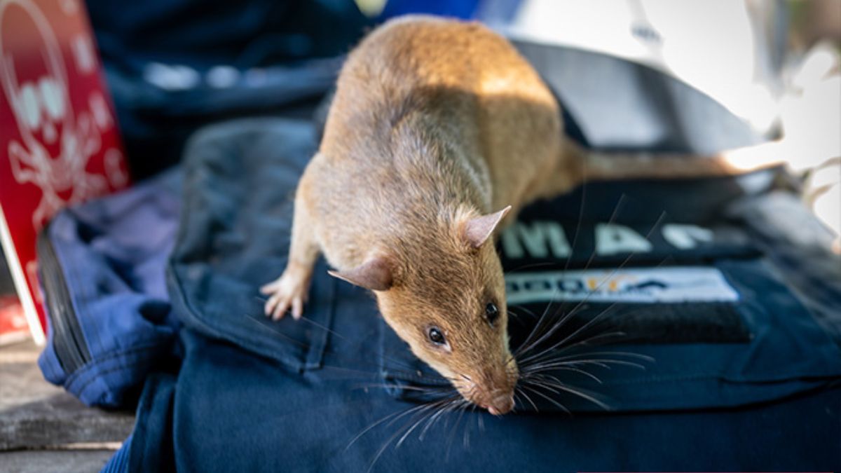 Пацюк потрапив до Книги рекордів за пошук мін і вибухівки