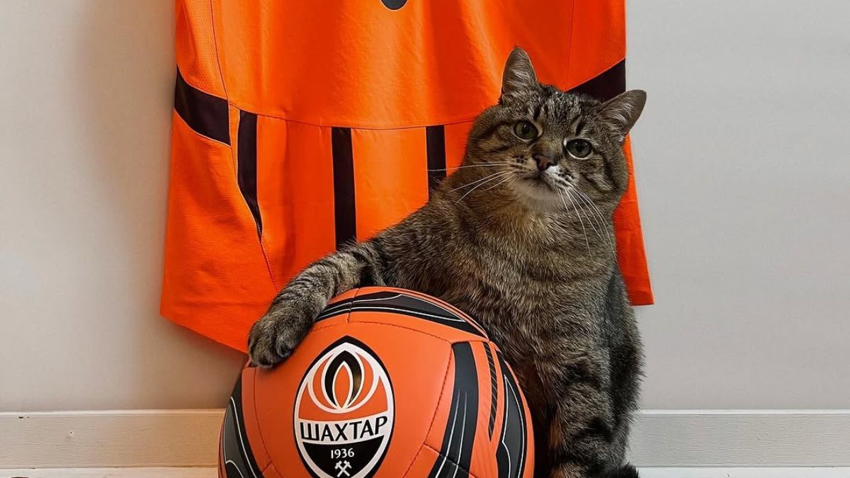 Кіт Степан приєднався до ФК "Шахтар" і збирає кошти для Третьої штурмової