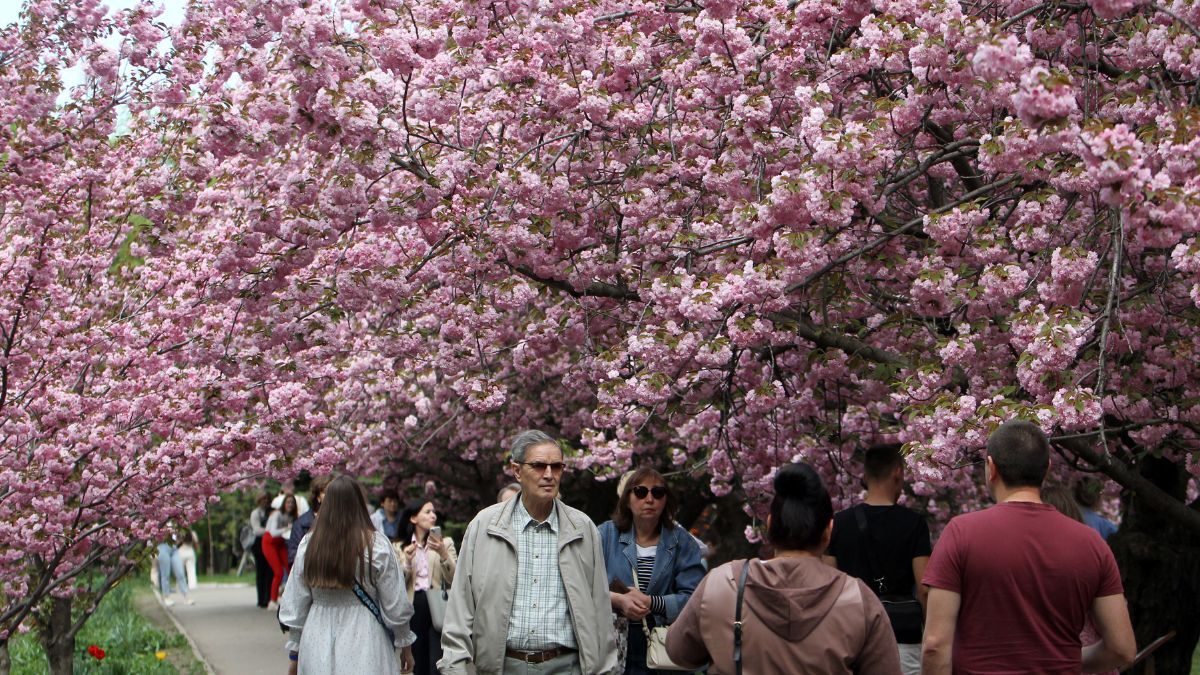 Де помилуватись сакурами в Україні: найкращі місця для весняних прогулянок