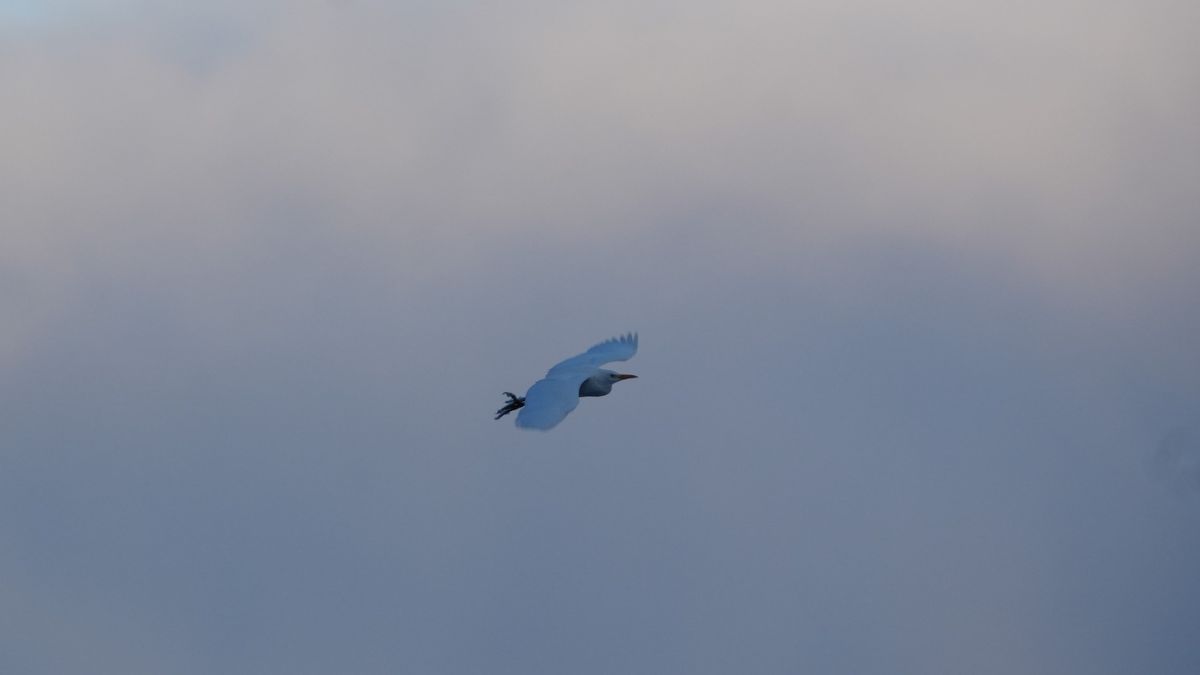 Українські науковці в Антарктиді зафіксували рідкісного птаха