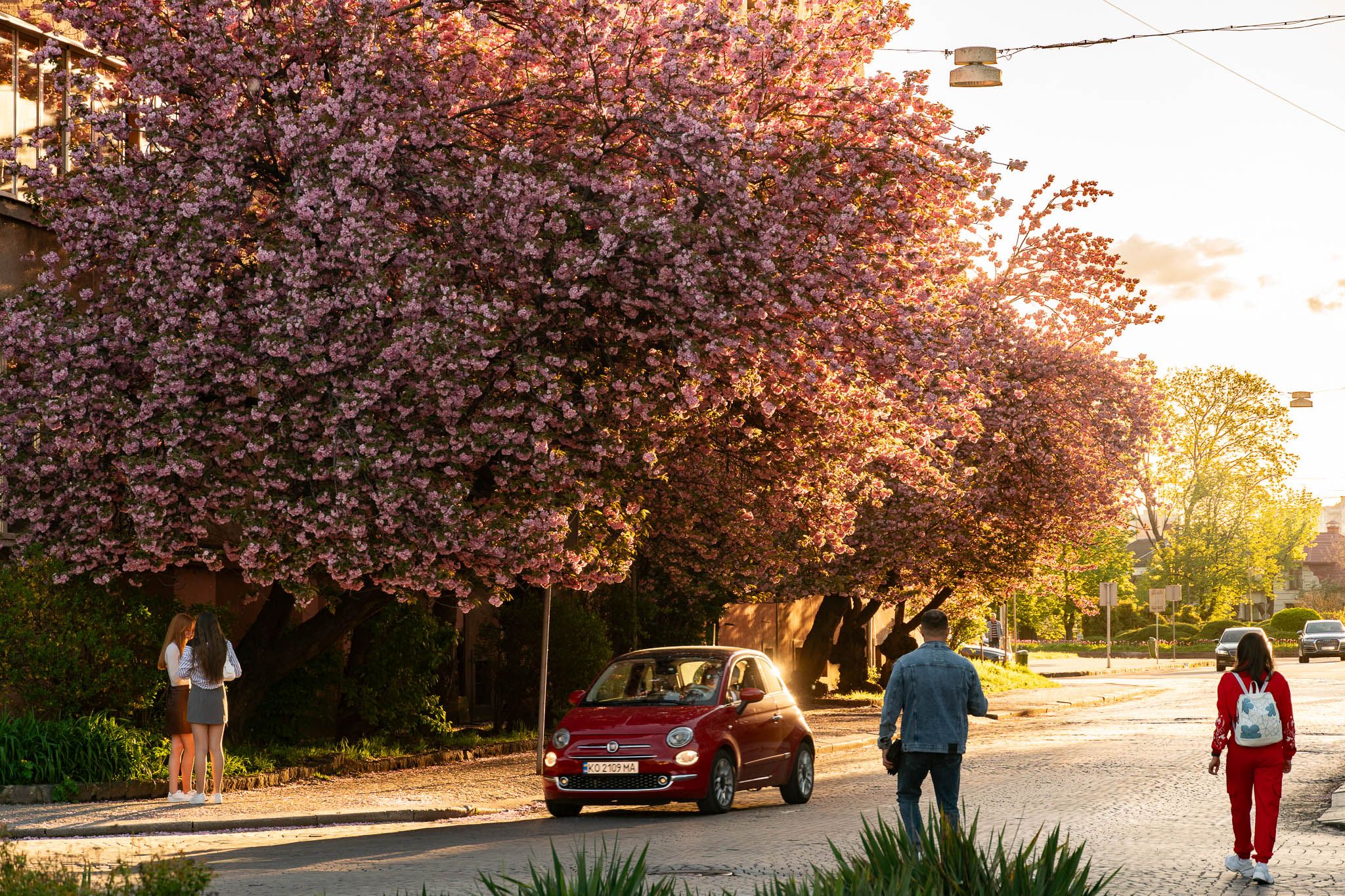 В Ужгороді пік цвітіння сакур: де подивитися