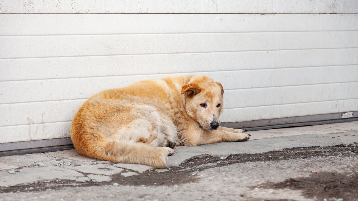 Допомога тваринам - фото 1