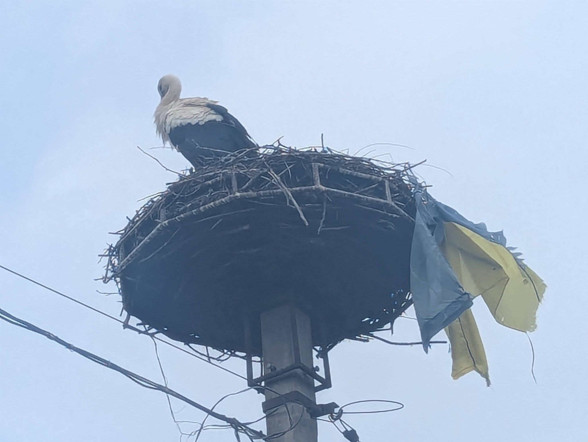 Лелека приніс прапор України до гнізда - фото 1